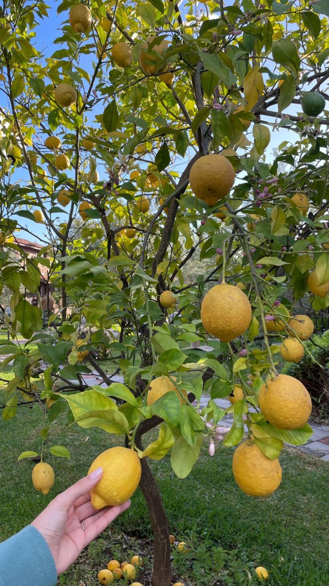 Defne Pansiyon - Koca Calis Vila Fethiye Exterior foto