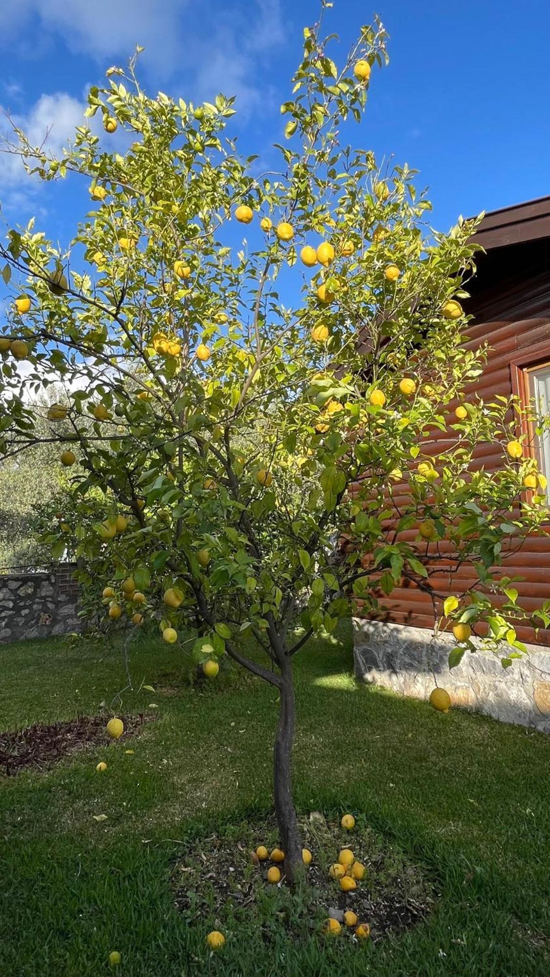 Defne Pansiyon - Koca Calis Vila Fethiye Exterior foto